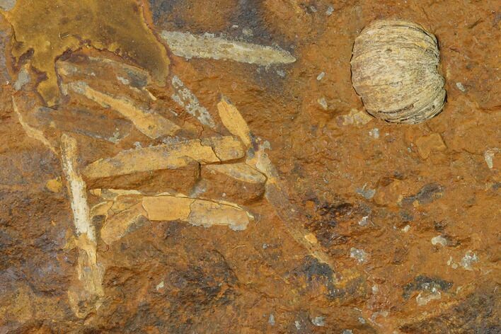 Paleocene Unidentified Fossil Fruit - North Dakota #145343